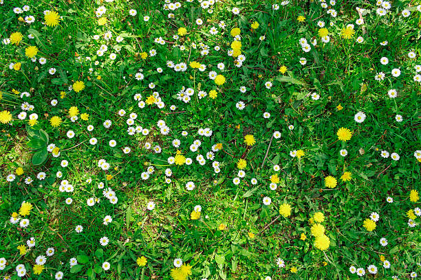 dandolions e camomigli - spring flower meadow daisy foto e immagini stock