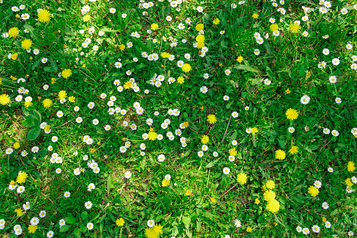 A vibrant dandelion stands out among the lush green grass, showcasing the beauty of nature's smallest details