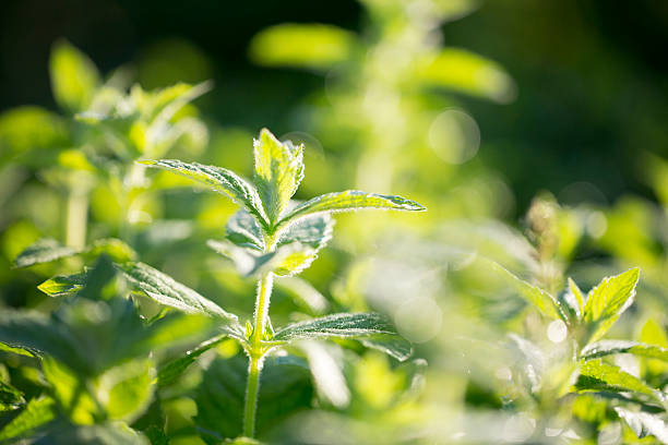 istock Mint plant grow at vegetable garden 614328368