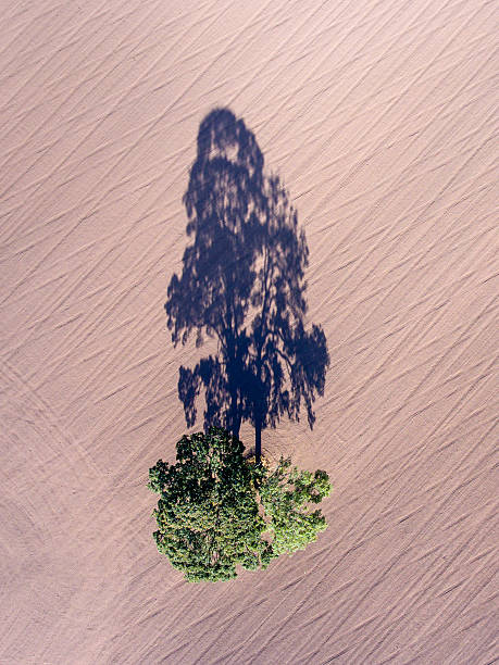 istock One big single tree shadow on plowed field, aerial view. 614329862