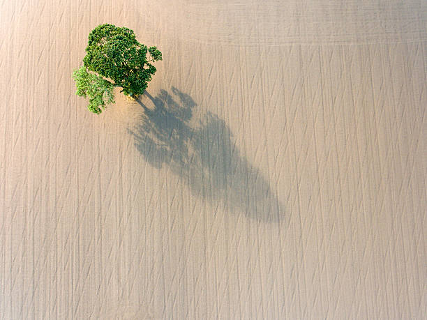 Single tree droping shadow on plowed field earth. Aerial view