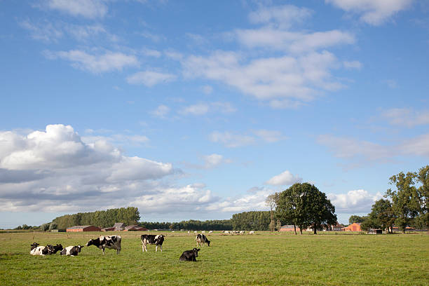 istock cows in belgian meadow between ghent and bruges 614331050