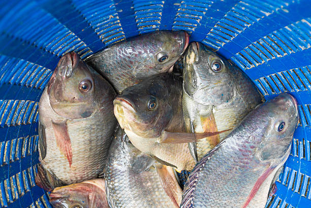 istock Tilapia and Nile tilapia in blue plastic bucket, raw fresh 614332438