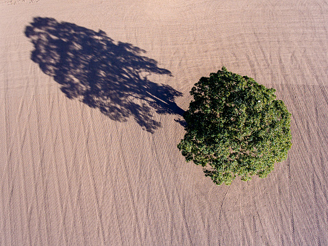 Single oak tree with shadow on plowed field during October in East Cheshire, England, United Kingdom