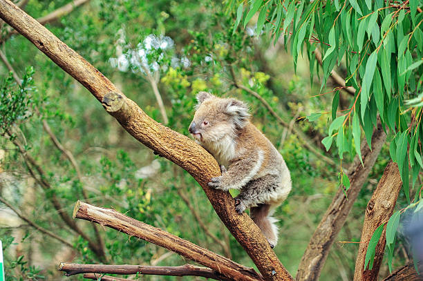 koala sauvage grimpant sur l’arbre - downunder photos et images de collection