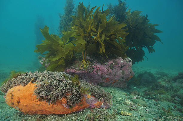 istock Boulders with sponge and kelp 614333598