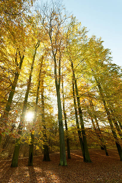istock Autumnal trees in sunshine. 614334466