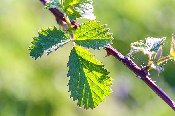 Leaves of the invasive Blackberry weed with purple stems of thorns.