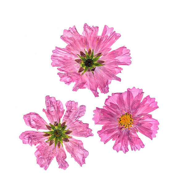 istock pink  dry delicate terry flowers perspective 614336570