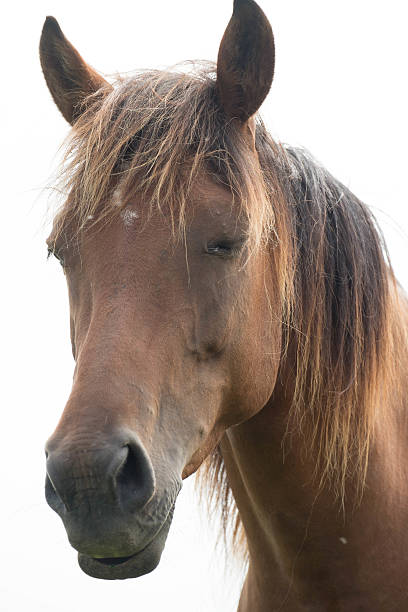 istock Wild horses in a field 614336902