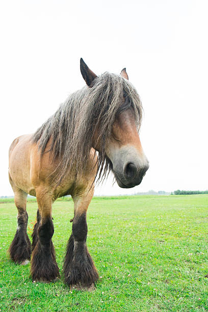 istock Wild horses in a field 614336934