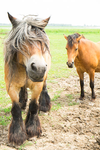 istock Wild horses in a field 614336962