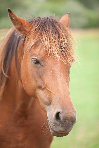 istock Wild horses in a field 614337040