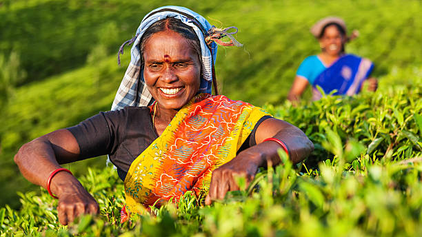 tamil pickers zbieranie liści herbaty na plantacji, południowych indiach - tea crop tea leaves plantation farmer zdjęcia i obrazy z banku zdjęć