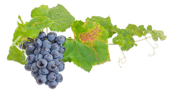 istock Cluster of blue grapes on the vine on light background 614338874