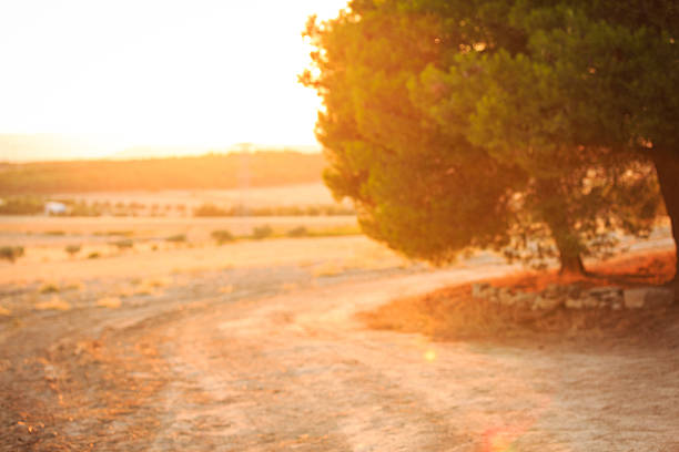 Pine forest in the evening at sunset