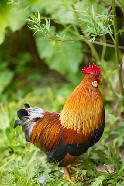 Rooster in the farm
