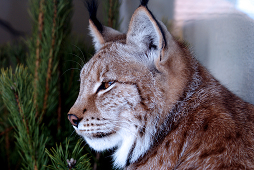 Siberian lynx sits beside pine tree and looks aside