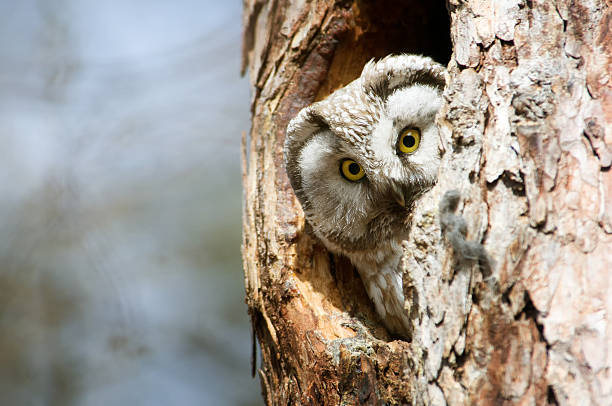 owl with big yellow eyes peeking out of the hollow - night perching owl imagens e fotografias de stock