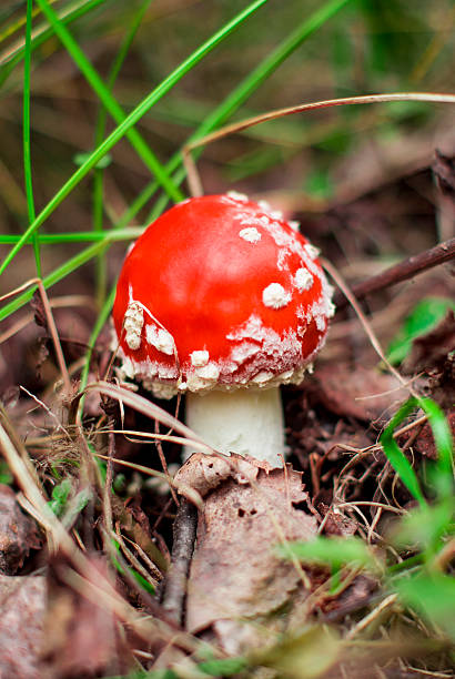 istock mushroom standing in the woods under a tree 614342096