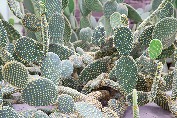 istock cactus in Queen Sirikit Botanic Garden 614344178