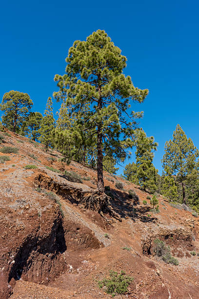 istock Canary pine trees on steep mountain slope 614344402