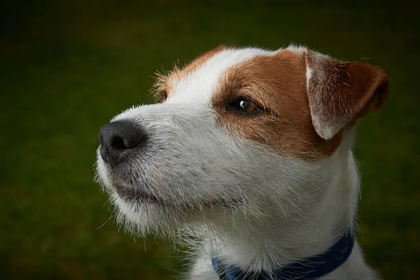 Portrait of Jack Russell Parson Terrier pet dog outside in the garden