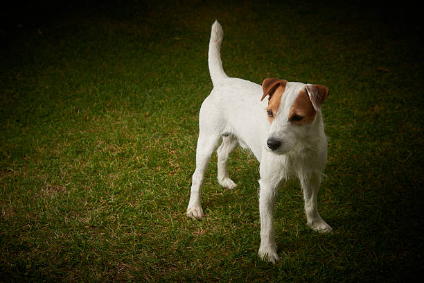 istock Jack Russell Parson Terrier pet dog standing on green grass 614345966