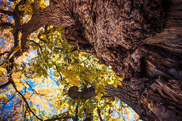 Closeup Image of an old tree during fall / autumn season.