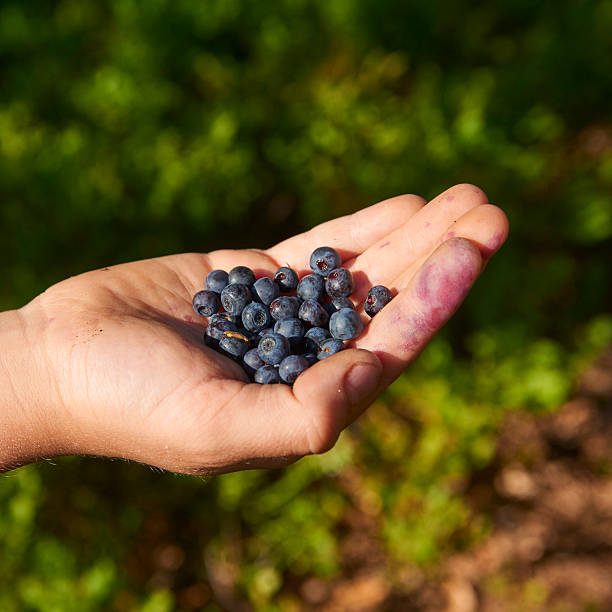 istock Handful of blueberries 614347098