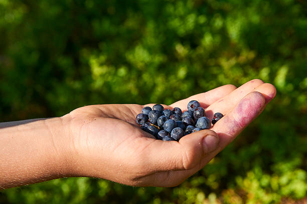istock Handful of blueberries 614347158