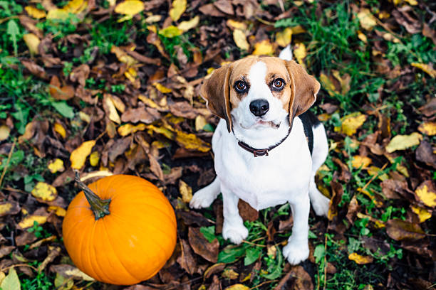 istock Beagle sitting on fallen leaves near pumpkin 614347532