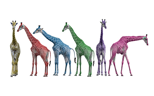 Colorful of Giraffe, Giraffe isolated on white background