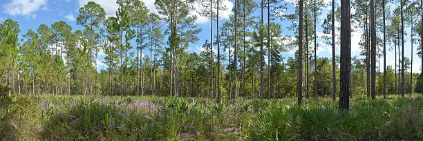 A forest of tall pine trees with oak hammock in the background and a variety of mostly pink/purple wildflowers blooming among Saw palmetto in the understory