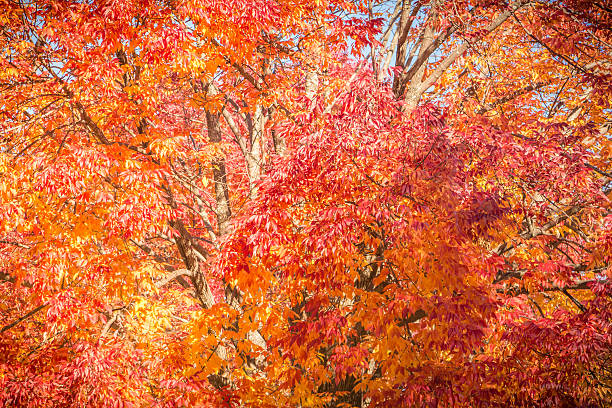 Autumn Orange Leaves