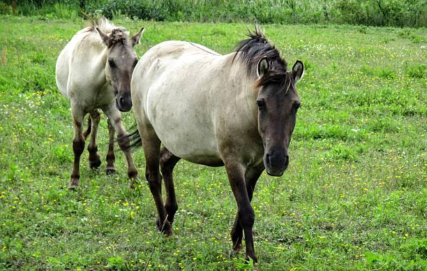 istock Frontal view of two Konik horses 614348942