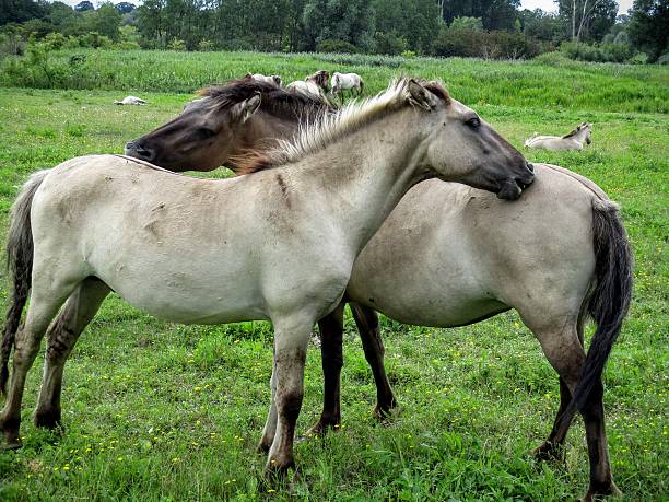 Konik horses licking and grooming each other