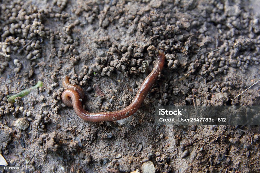 Earthworm Close-up earthworm on the dirt Animal Egg Stock Photo