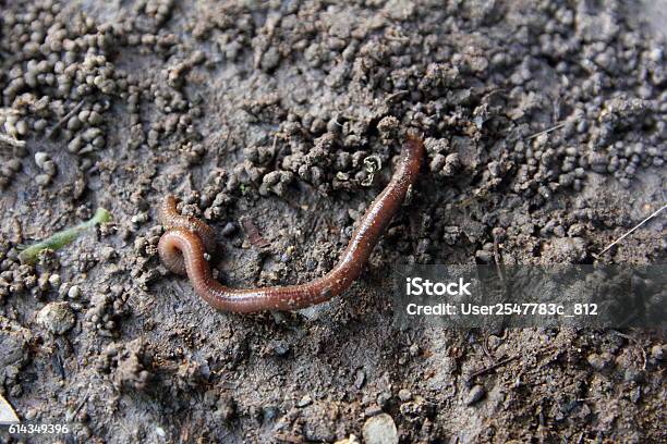 Earthworm Stock Photo - Download Image Now - Animal Egg, Annelid, Biology