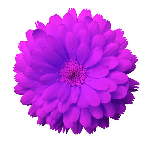 istock pink  flower calendula.  white  isolated background with clipping path. 614350502