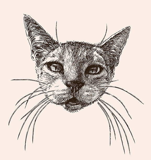 istock head of a cat with the whiskers 614350558