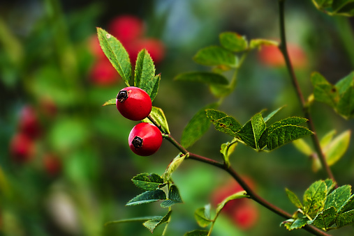 Ripe rosehips with green leaves in background, autumn
