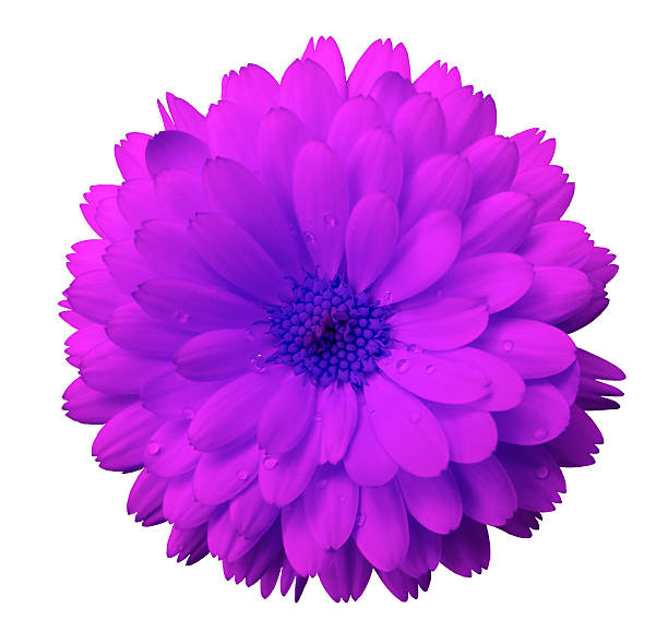istock pink  flower calendula.  white  isolated background with clipping path 614403254