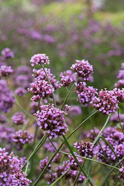 istock group of little purple flowers 614403624