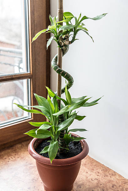 istock Curly flower in pot on the windowsill 614404932