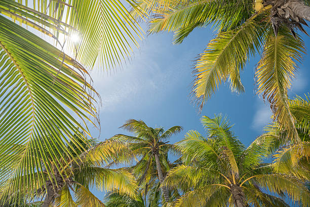 istock Perfect Palm Tree Background against a Tropical Blue Sky 614405104