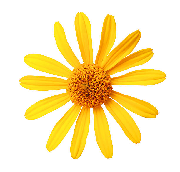 istock Garden yellow flower, white isolated background with clipping path. 614405956