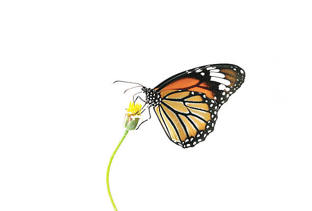 istock Butterfly (Common Tiger) and flower isolated on white background 614405978