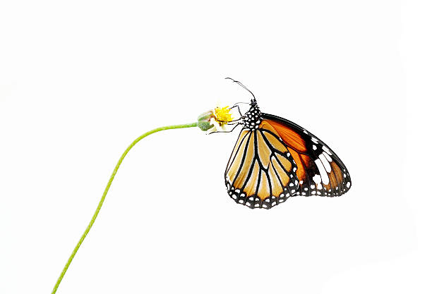 istock Butterfly (Common Tiger) and flower isolated on white background 614405990
