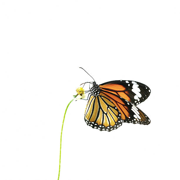 istock Butterfly (Common Tiger) and flower isolated on white background 614405998